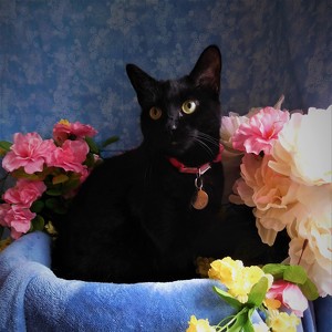 Team Page: Lily Bean Meowmeows